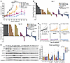 Long-term in vivo efficacy of M2/K2 inverted chimeric siRNA.