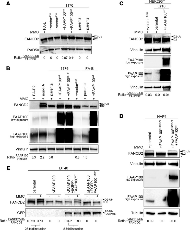 FANCD2 monoubiquitylation capacity of FAAP100-inactivated human and avia...