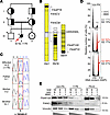 Origin, location, segregation, and implications of the FAAP100 variant.