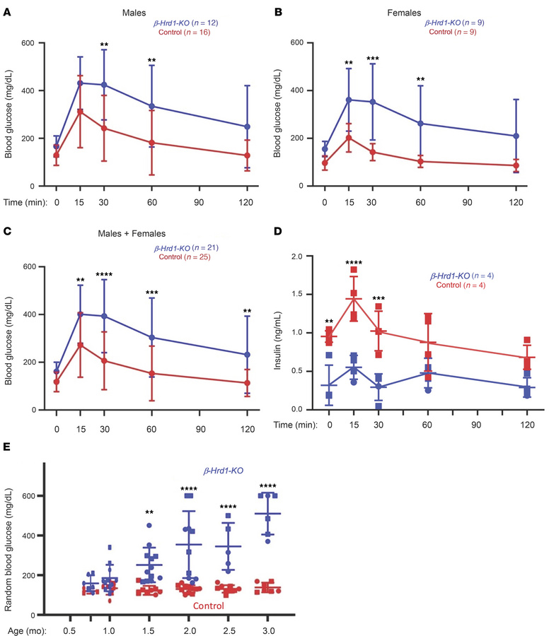 Intraperitoneal glucose tolerance test in 6- to 8-week-old β-Hrd1–KO or ...