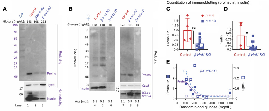 Proinsulin and insulin deficiency develops in β-Hrd1–KO mice.
(A) Immuno...