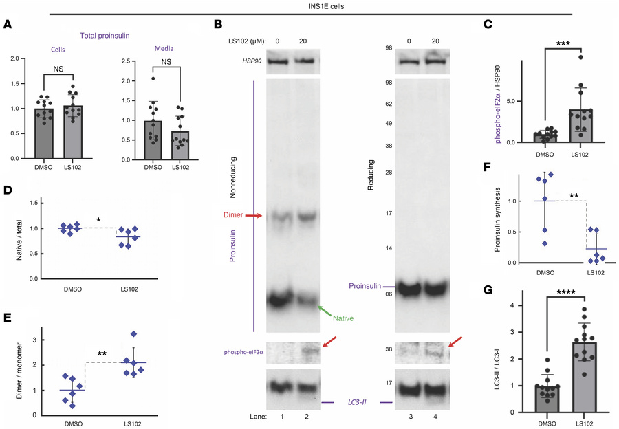 Acute treatment of INS1E (β cell line) with LS102.
(A) Intracellular (ce...