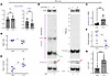 Acute treatment of INS1E (β cell line) with LS102.