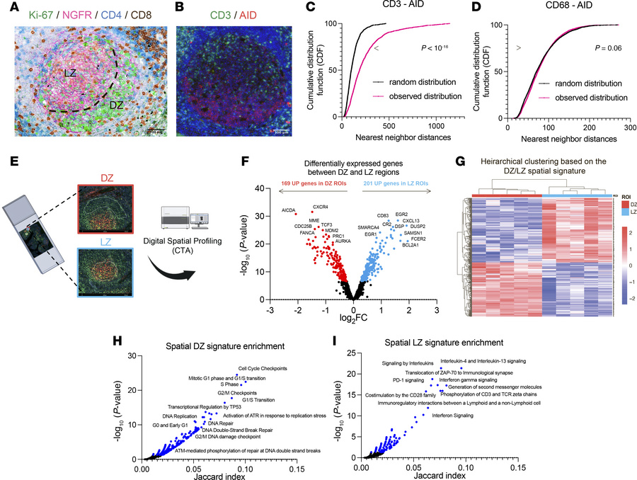 Spatial profiling uncovers unique transcriptional programs in the dark a...