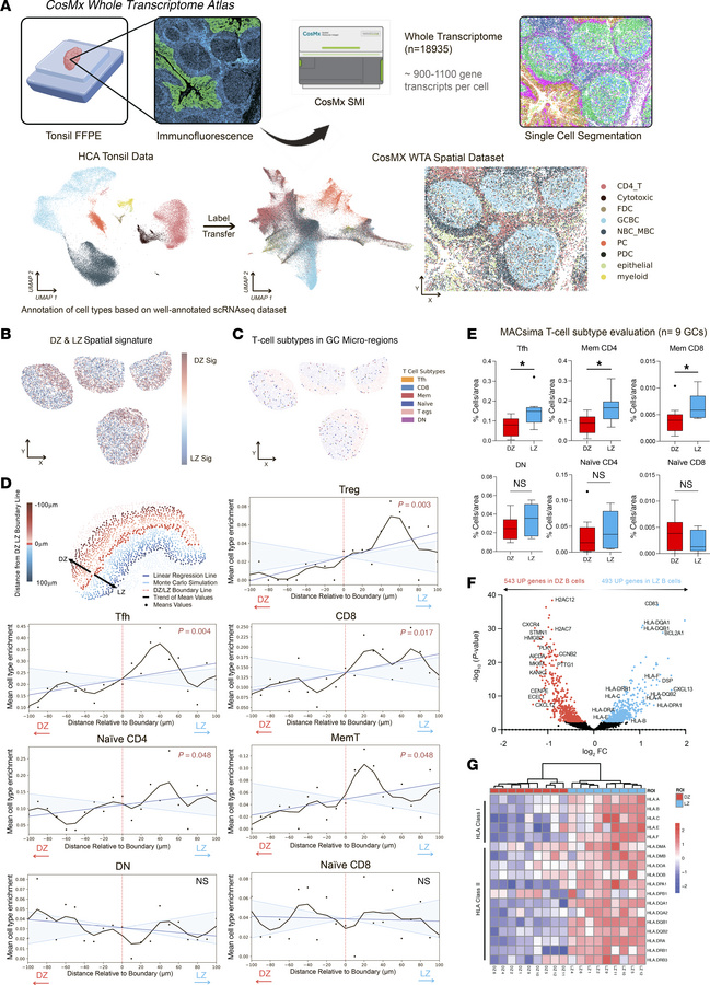 T cell distribution in the GC varies by subset and function.
(A) Schemat...
