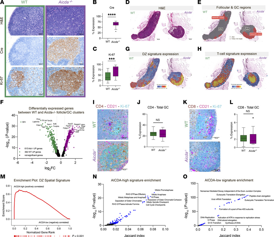 The spatial signature of DZ cells is independent of AICDA-related mutati...