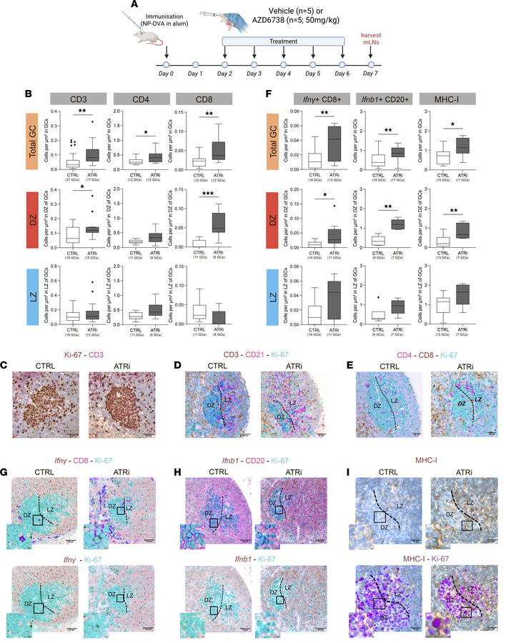 Functional impact of ATRi treatment on GC response.
(A) Schematic repres...