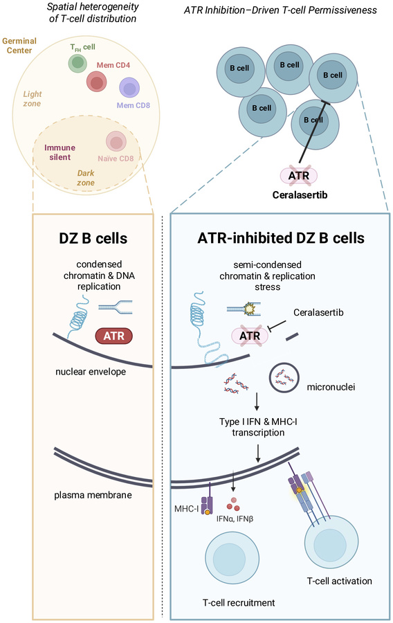 graphical abstract