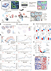T cell distribution in the GC varies by subset and function.