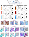 Functional impact of ATRi treatment on GC response.