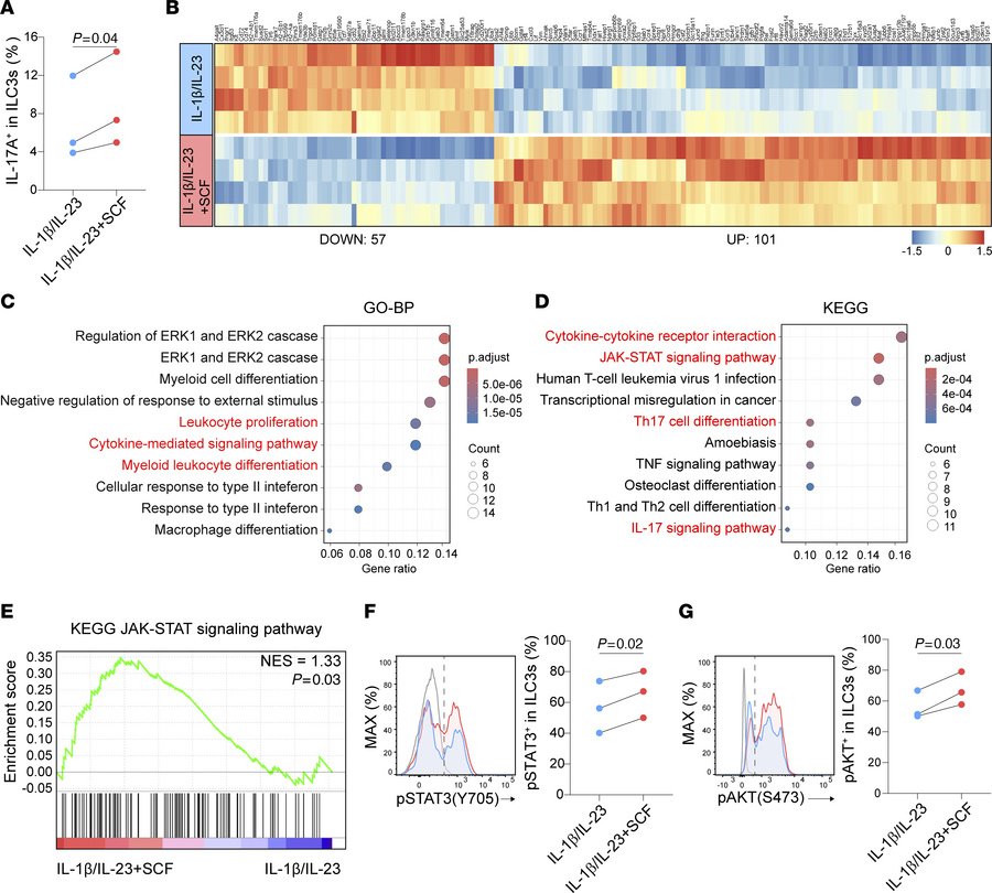 SCF promotes ILC3 effector function and STAT3 pathway.
(A) Sorted lung I...