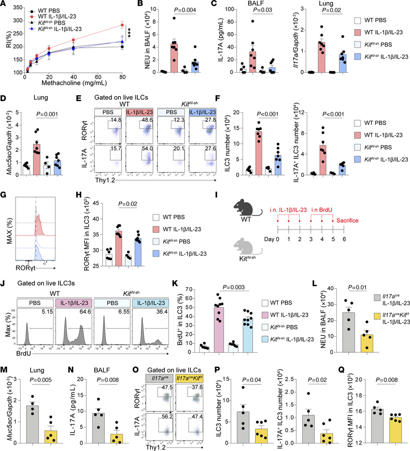 c-Kit deficiency in ILC3s ameliorates IL-1β/IL-23-induced neutrophilic i...
