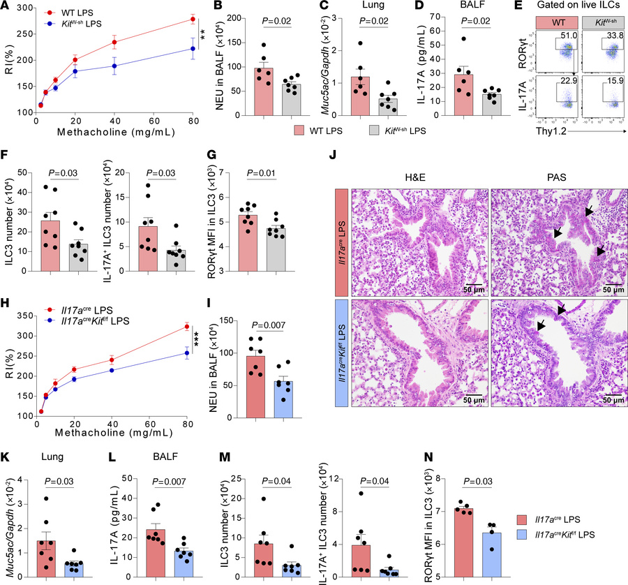 c-Kit deficiency in ILC3s alleviates LPS-induced neutrophilic inflammati...
