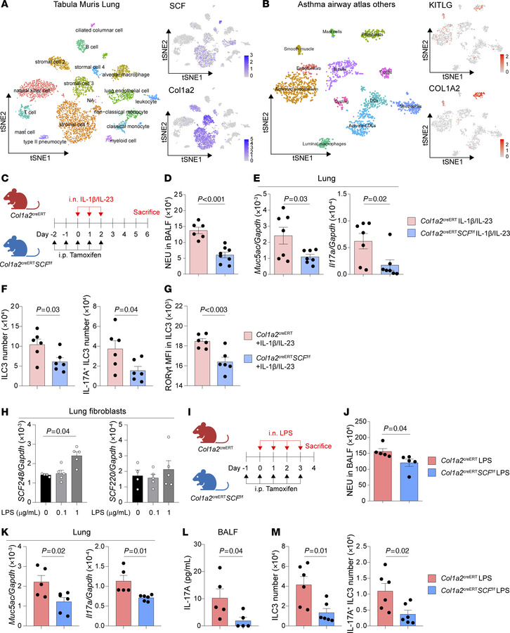 Conditional deletion of SCF in fibroblasts suppresses ILC3 responses and...