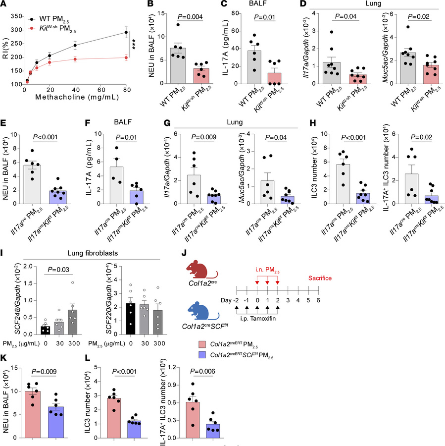 c-Kit deficiency suppresses ILC3 responses in PM2.5-induced neutrophilic...