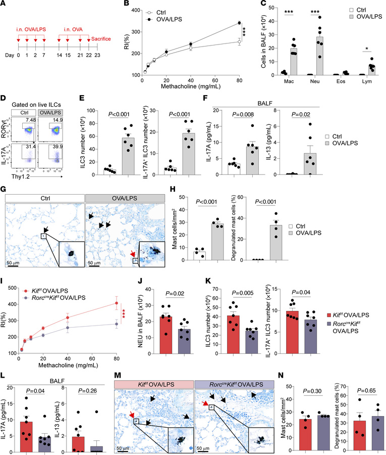 c-Kit deficiency in ILC3s mediates OVA/LPS-induced neutrophilic inflamma...