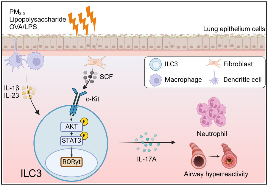 graphical abstract