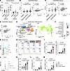SCF expression correlates to IL-17A and MPO in asthmatic patients and syner