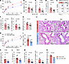 c-Kit deficiency in ILC3s alleviates LPS-induced neutrophilic inflammation,
