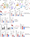 Conditional deletion of SCF in fibroblasts suppresses ILC3 responses and ne