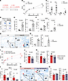 c-Kit deficiency in ILC3s mediates OVA/LPS-induced neutrophilic inflammatio
