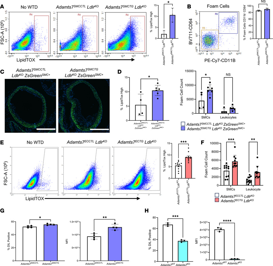 ADAMTS7 promotes foam cell expansion.
(A) Flow cytometry–based quantific...