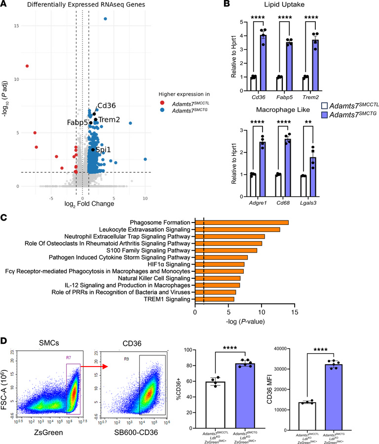 Bulk RNA-seq of Adamts7SMCTG primary SMCs reveals an increase in lipid-h...