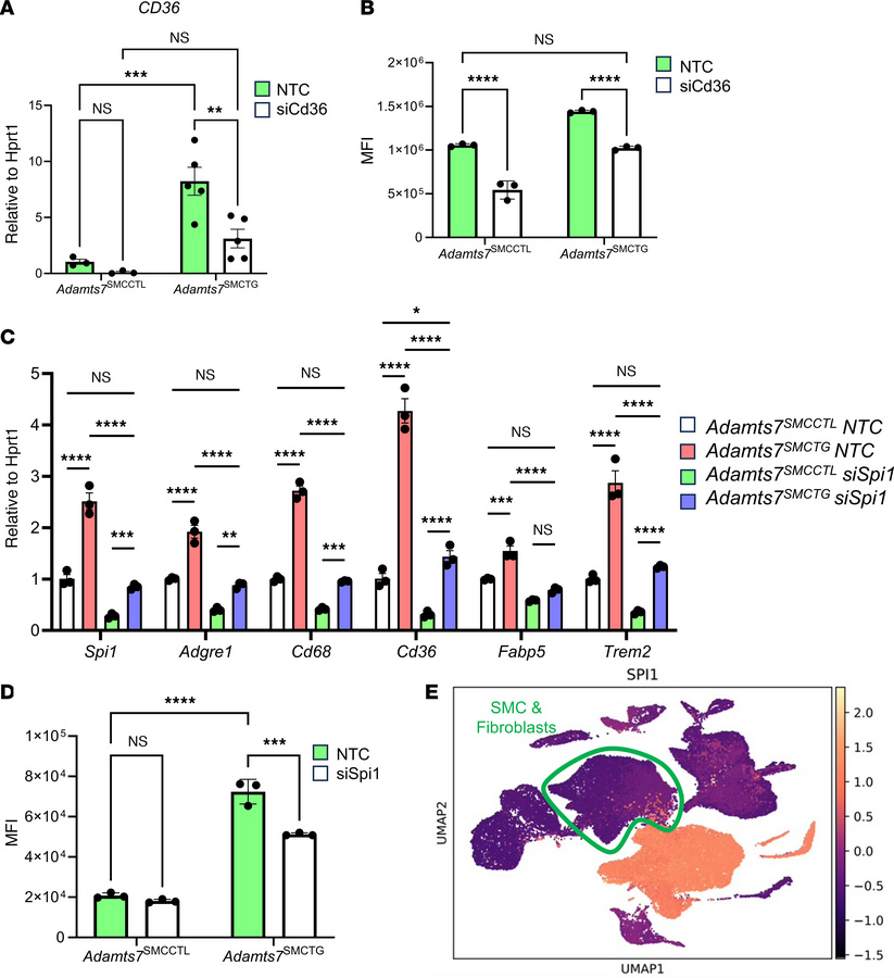 CD36 and PU.1 mediate ADAMTS7-conferred foam cell expansion.
(A) Confirm...