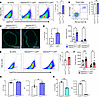 ADAMTS7 promotes foam cell expansion.