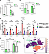 CD36 and PU.1 mediate ADAMTS7-conferred foam cell expansion.