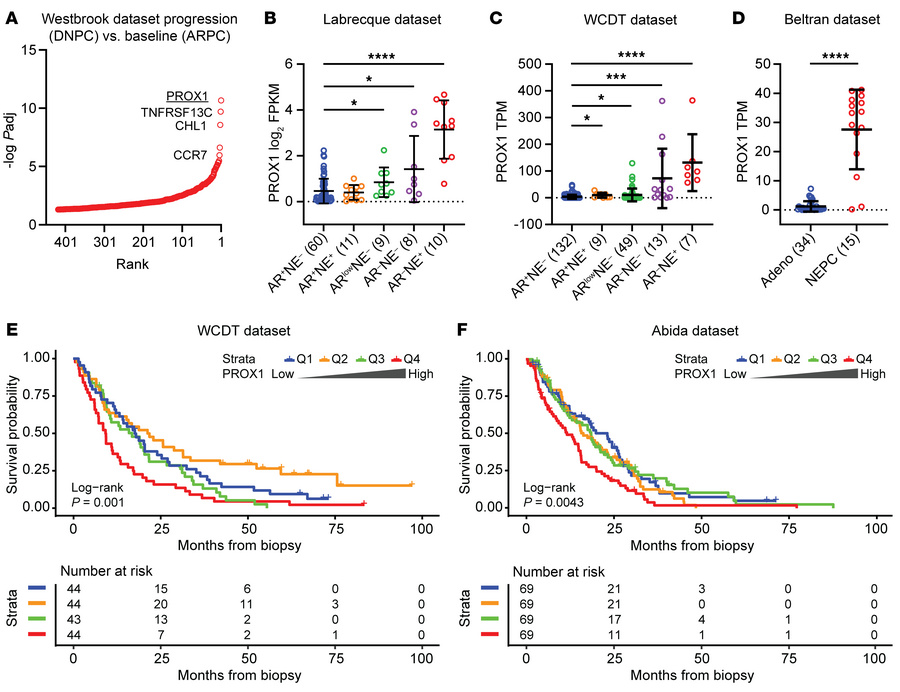 PROX1 is upregulated in patient samples exhibiting AR pathway loss and l...