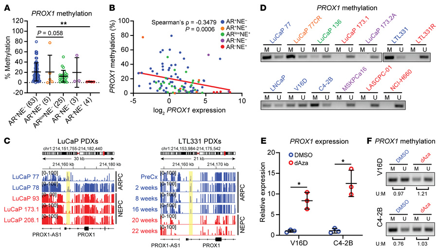 PROX1 is epigenetically regulated by DNA methylation.
(A) PROX1 promoter...