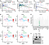 PROX1 is inversely correlated with the AR and is upregulated in progenitor-