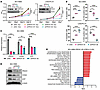 PROX1 promotes differentiation and survival of NEPC models.