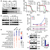 HDAC inhibition blocks PROX1 expression and growth of NEPC and DNPC models.