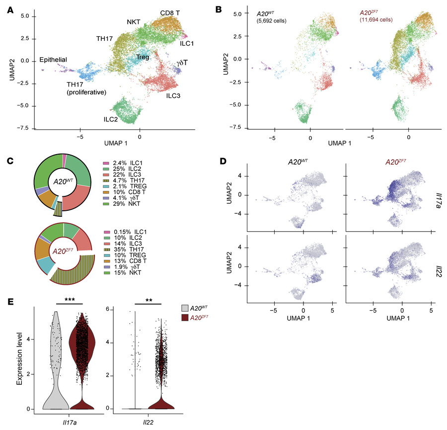 
A20ZF7 mice show proliferation and expansion of Th17 and regulatory T c...