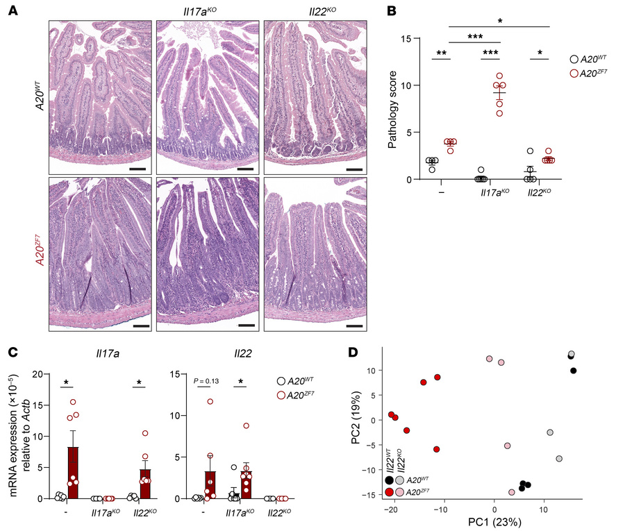 IL-17A protects against and IL-22 promotes small intestinal enteritis in...