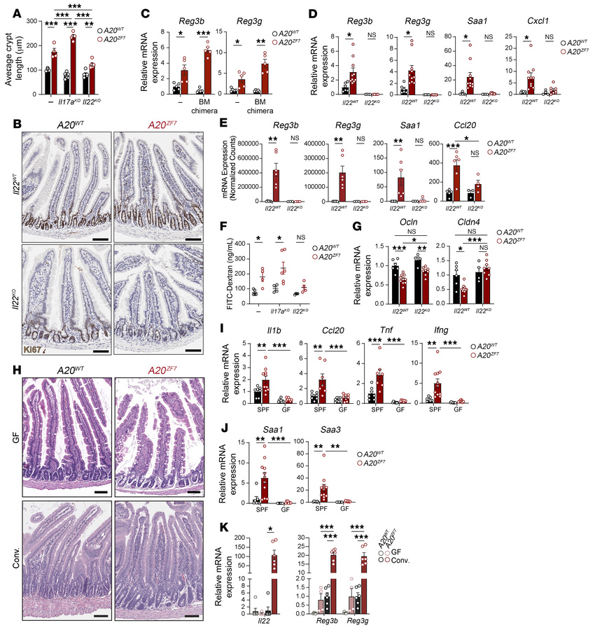 IL-22 disrupts epithelial barrier integrity and drives microbe-dependent...