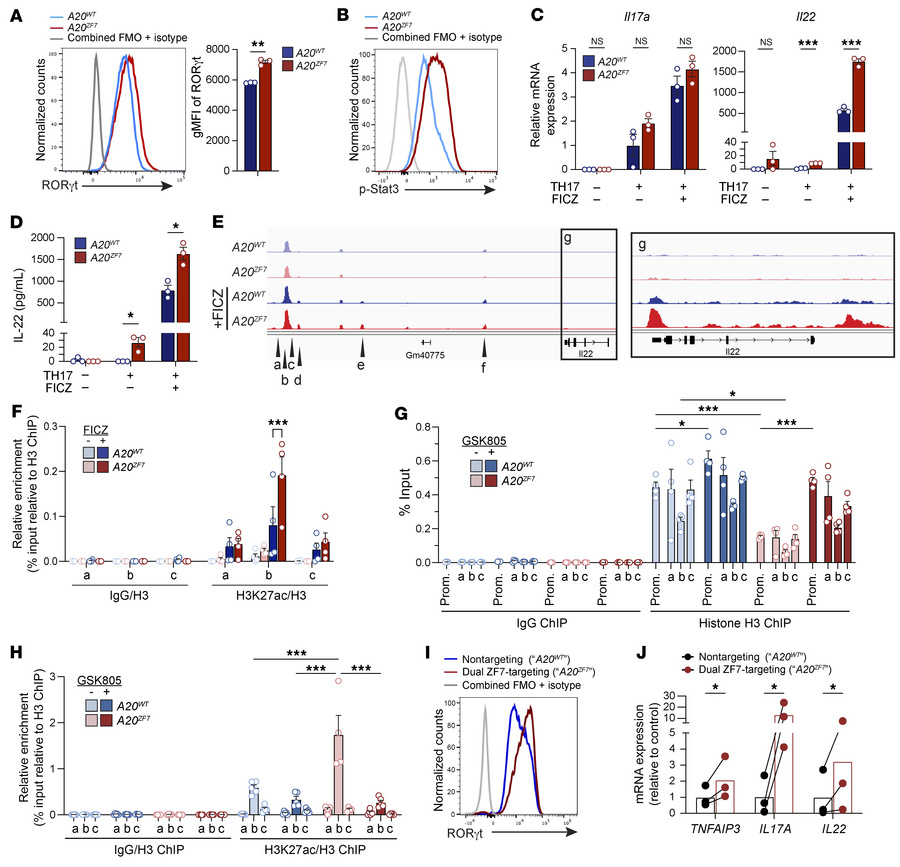 
A20ZF7 Th17 cells show enhanced IL-22 production due to increased histo...