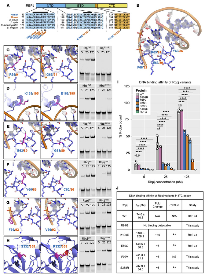 AOS-associated RBPJ variants impair DNA binding.
(A) Domain map and sequ...