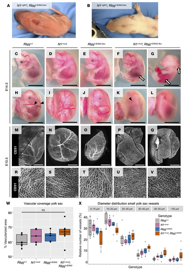 
N1+/null Rbpj+/E89G,fl embryos display vascular phenotypes.
(A and B) R...