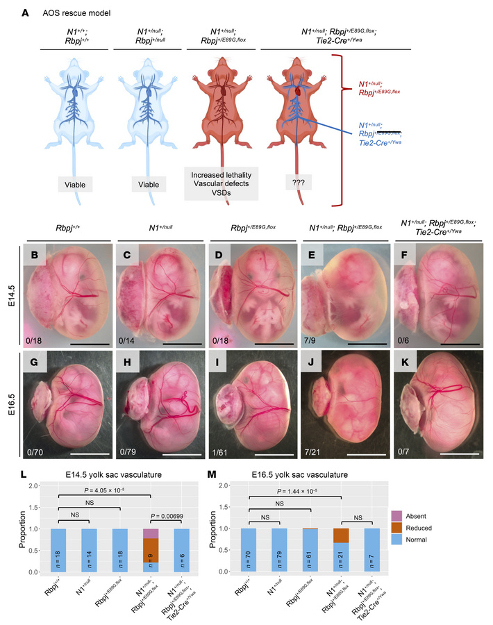 Conditional removal of RbpjE89G from the endothelium rescues vascular ph...