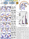 AOS-associated RBPJ variants impair DNA binding.