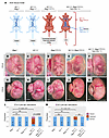 Conditional removal of RbpjE89G from the endothelium rescues vascular pheno