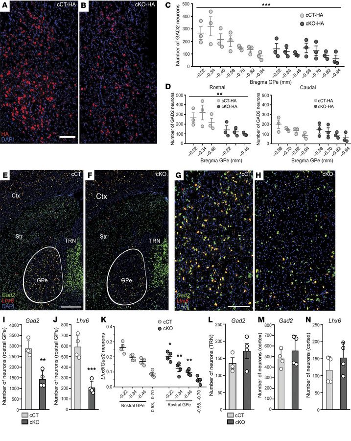 Loss of Lhx6-expressing GABAergic neurons in the rostral GPe of cKO mice...