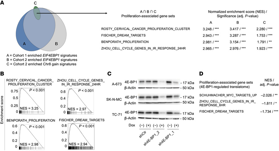 4E-BP1 drives a proliferation-associated proteomic network.
(A) An area-...