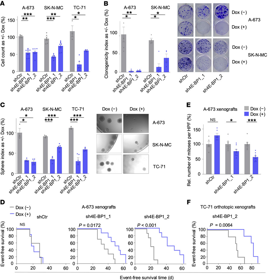RNAi-mediated knockdown of 4E-BP1 inhibits EwS growth.
(A) Relative viab...