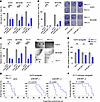 RNAi-mediated knockdown of 4E-BP1 inhibits EwS growth.