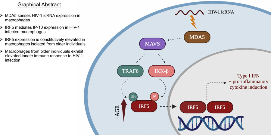 graphical abstract