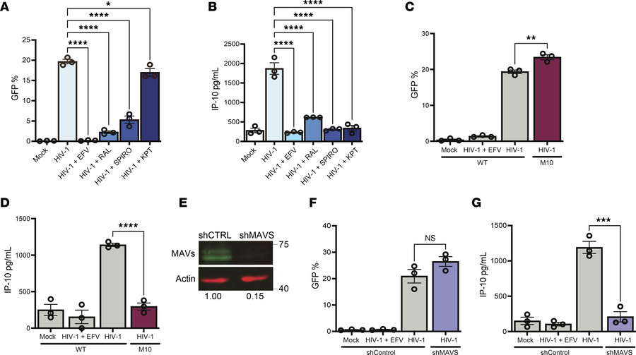 MAVS-mediated sensing of cytoplasmic icRNA triggers an innate immune res...